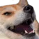 3_dogelaugh
