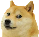 doge
