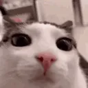 CHATTROPCHOUPIDUCUL