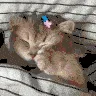 sleepycat