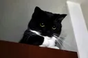 kitty