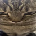 Angry Cat angrycat Discord Emoji