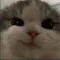 carsmirk