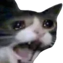 catscream