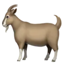 goat