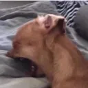saddoge saddoge