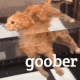 goob