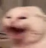 nyoo nyoo