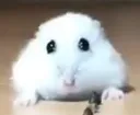 hampter