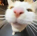 kibbynose