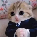 businesskitty