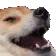 dogekek