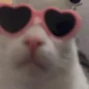 monkey_cat_luna_glasses
