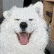 doggohappyears