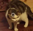 Catloading catloading Discord Emoji