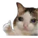 yes