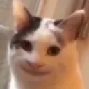 cat_hehe
