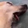 blehgaa