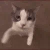 :1_emoji_479: 1_emoji_479