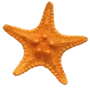 2100starfish