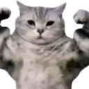cat_flex
