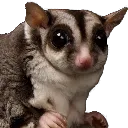 sugahglidah
