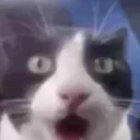woahcat