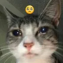 sadcatwithandroid Discord Emoji