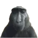 rizz