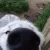WoofSniff
