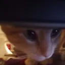 catemoji_42 Discord Emoji