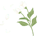 hflowerwhite
