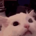 catscream2