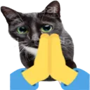 kitty_pray