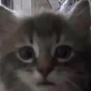 catwow