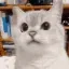 catNo