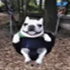 swinger