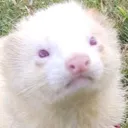 Pop