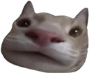 catzoom