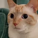 dumbfuckingcat