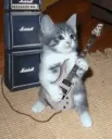 DCH_guitarkitty