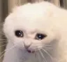 Crycat