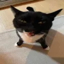 catcricket