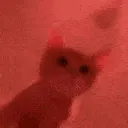 catRave