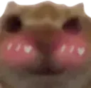 FlushedCat