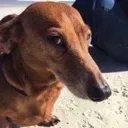 greatdog greatdog