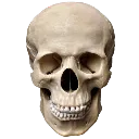 realistic_skull
