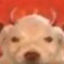 StupidFuckingDemonDog