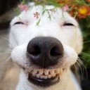 dogsmile Discord emoji