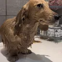 wetdog